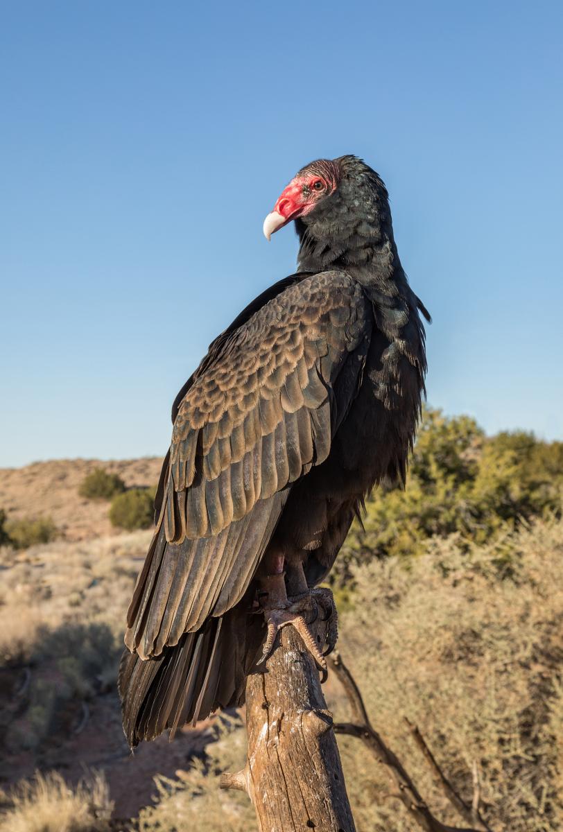 Discover The Weird World Of The Turkey Vulture 