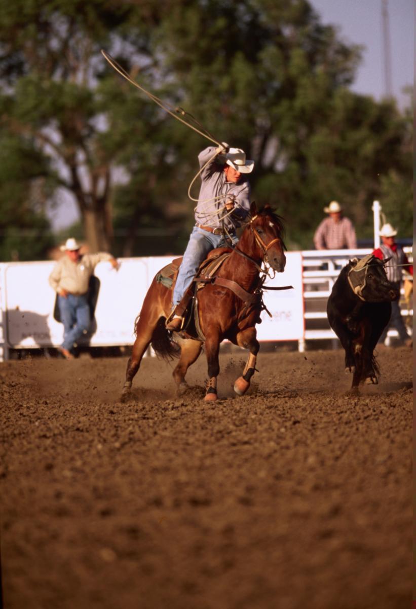 Cowboy tries to lasso a bull during a rodeo