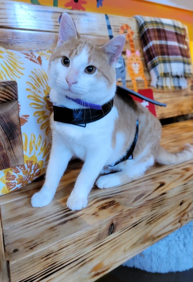 Cline from Region Cat Café