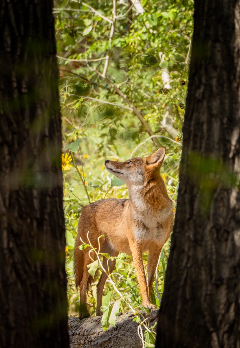 A coyote stands on a log, looking up and to the left, framed between two trees.