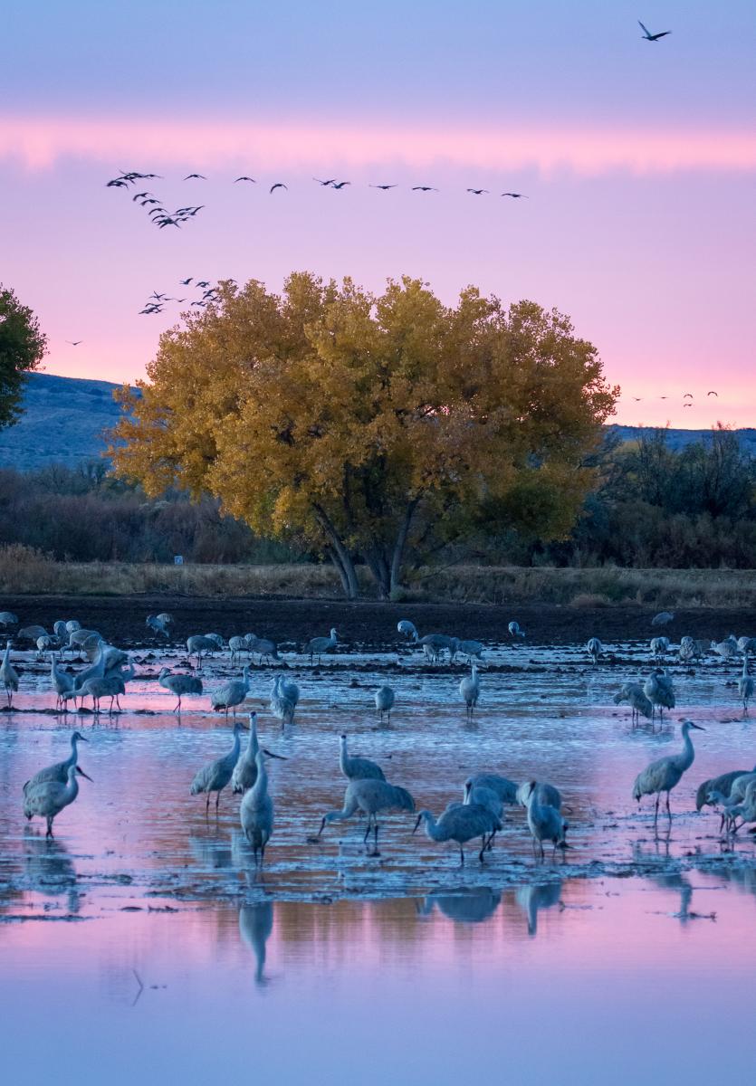 Sandhill cranes at Bosque del Apache