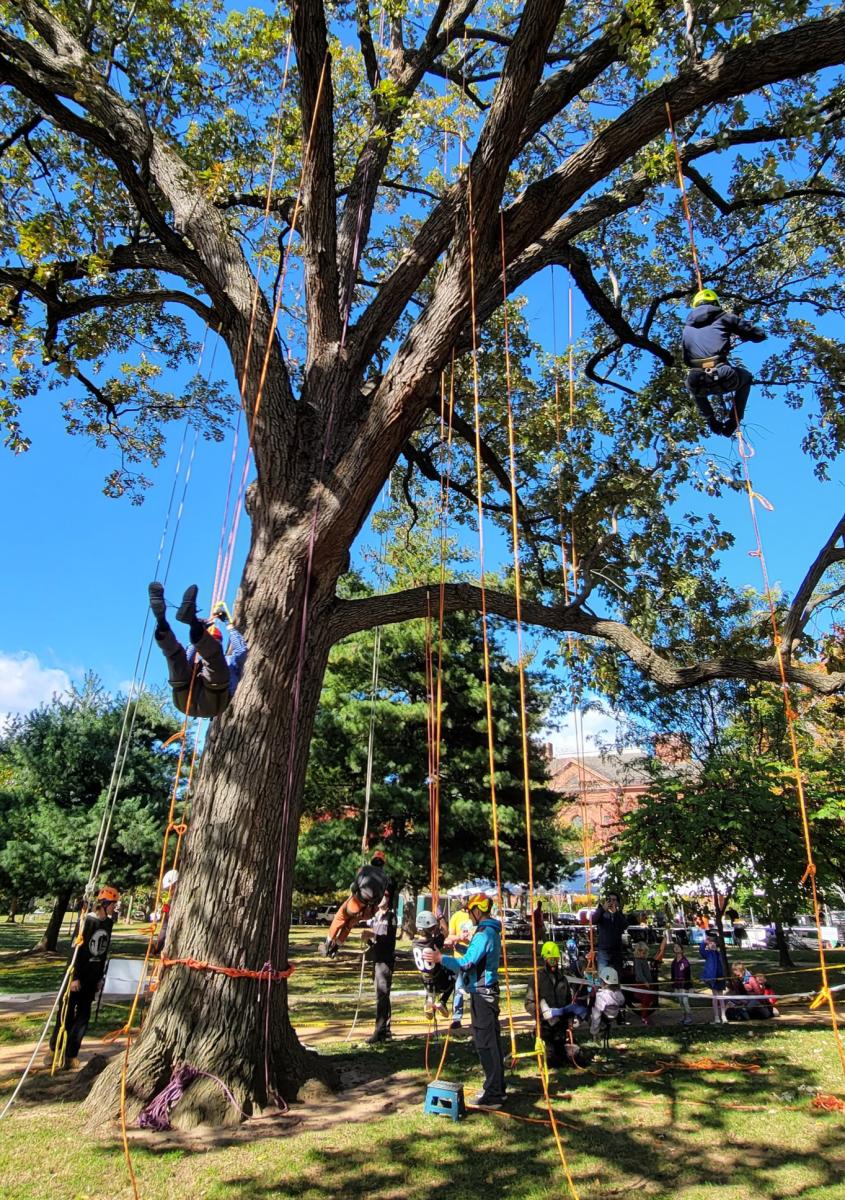 do not use - tree climbing co
