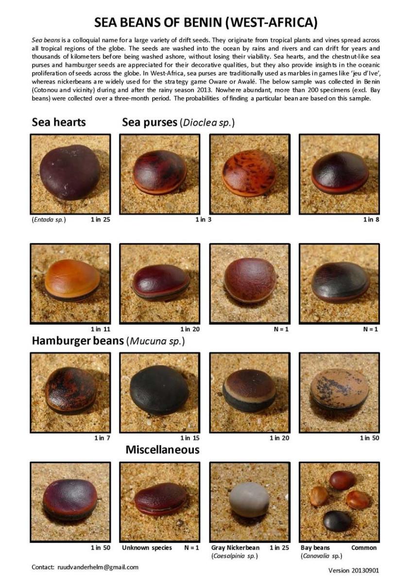 Sea Beans Chart