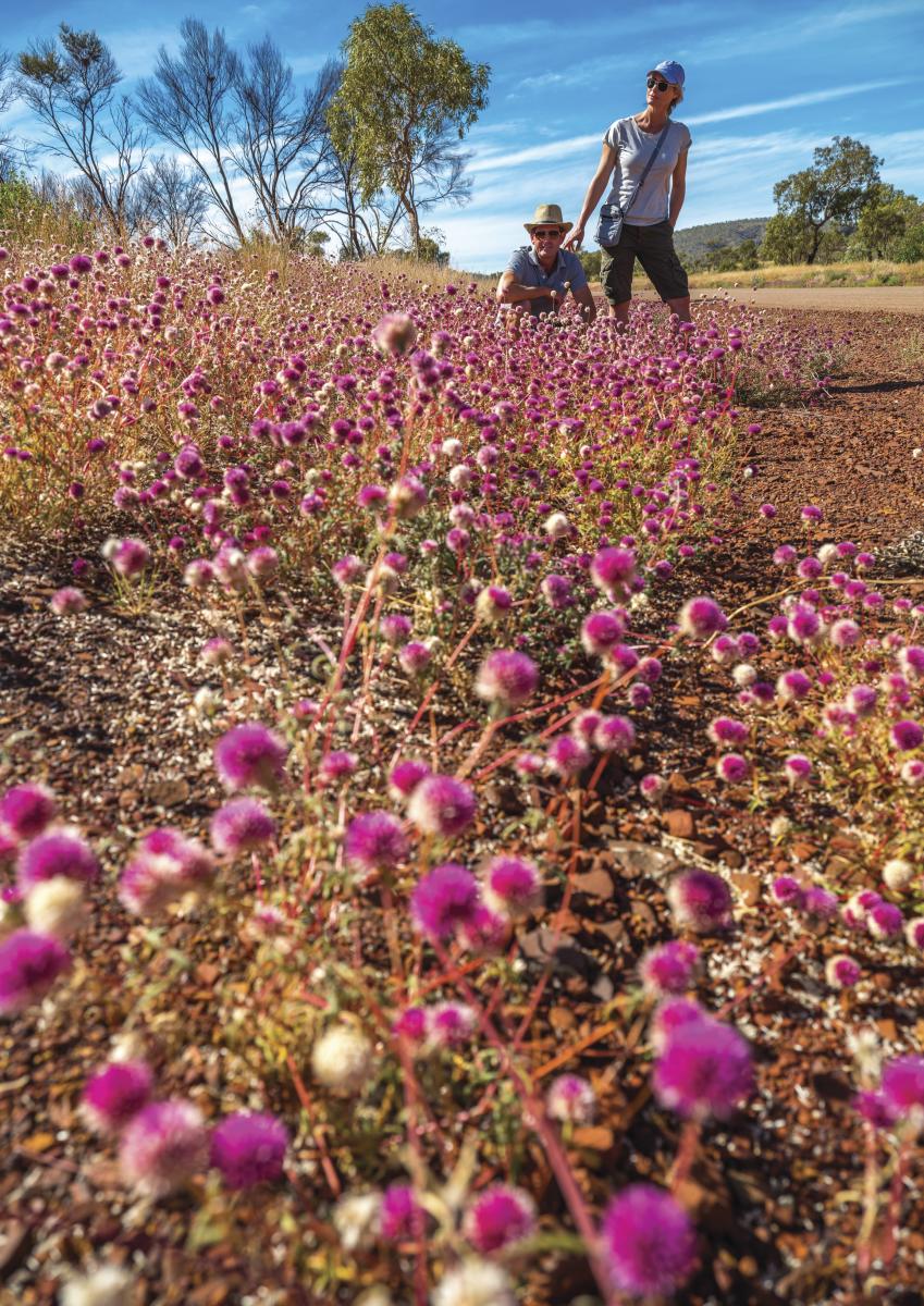 Bachelors Buttons wildflowers in Karijini National Park, the Pilbara Western Australia