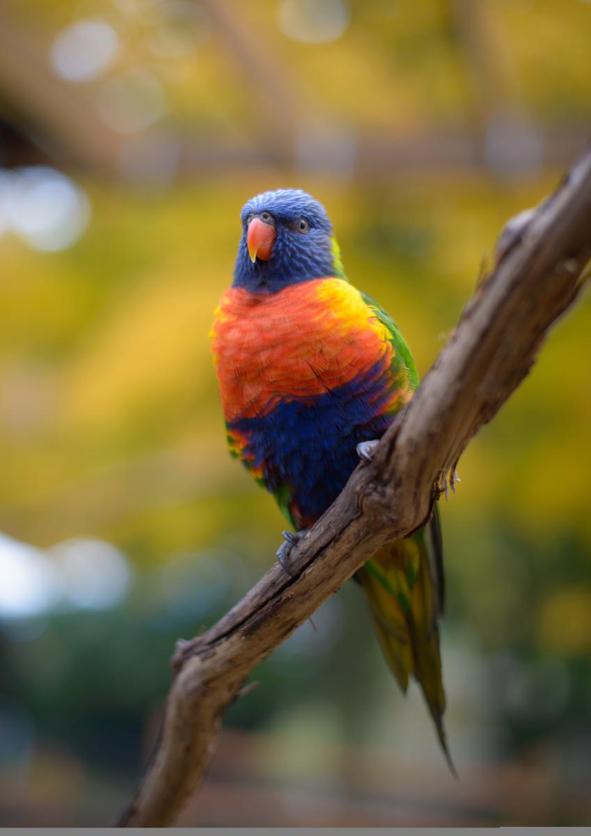 Bird at the Lehigh Valley Zoo