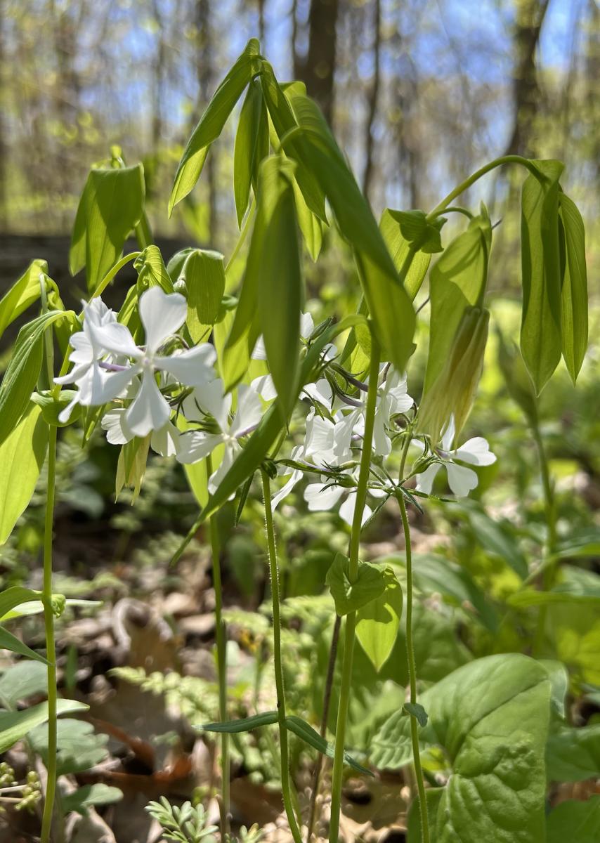 Bellwort and Phlox in Burnett Woods