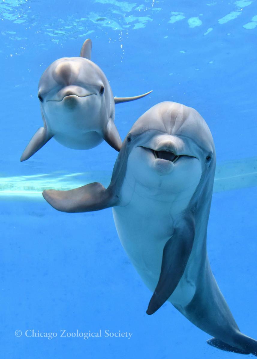 Dolphins