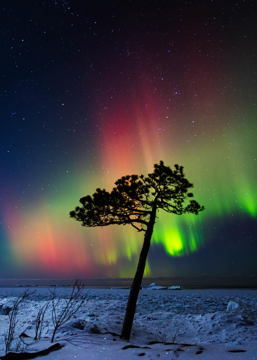 the silhouette of a pine tree stands out against an aurora in the night sky