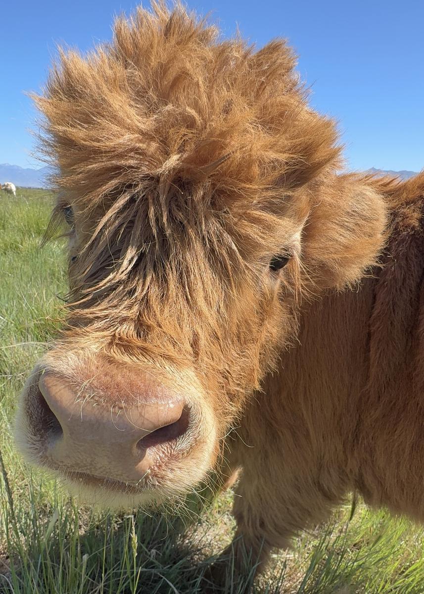 Highland Cow