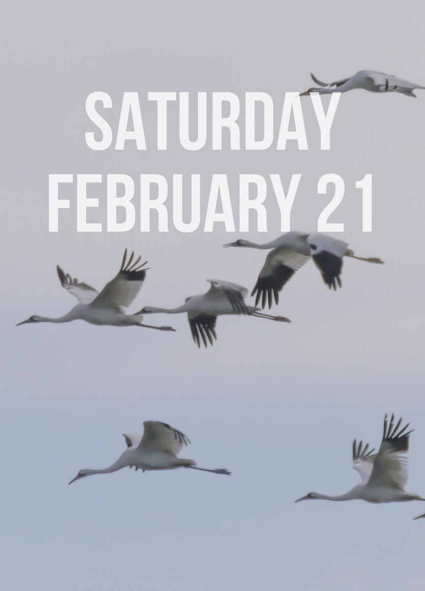 Photo of Whooping Cranes flying against a hazy sky background with the words "Saturday February 21" overlaid on top