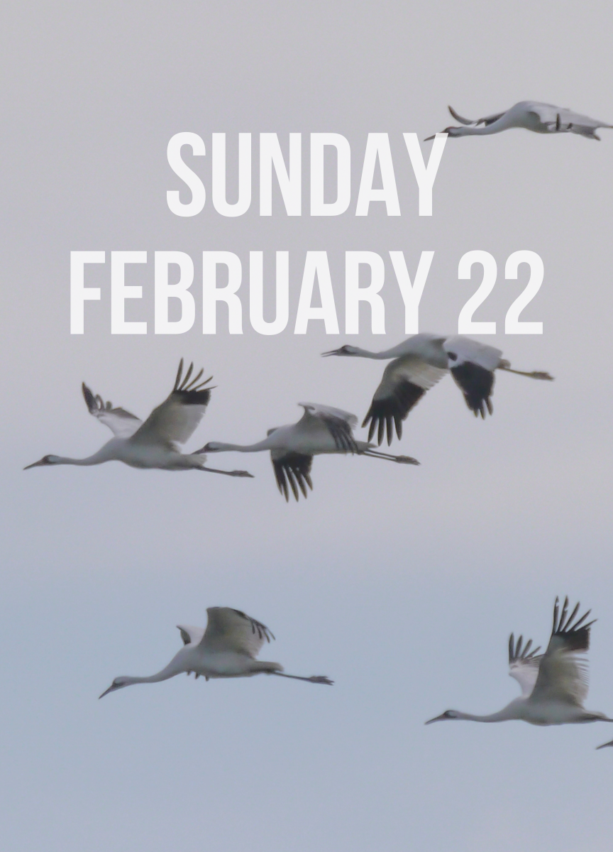 Photo of Whooping Cranes flying against a hazy sky background with the words "Sunday February 22" overlaid on top