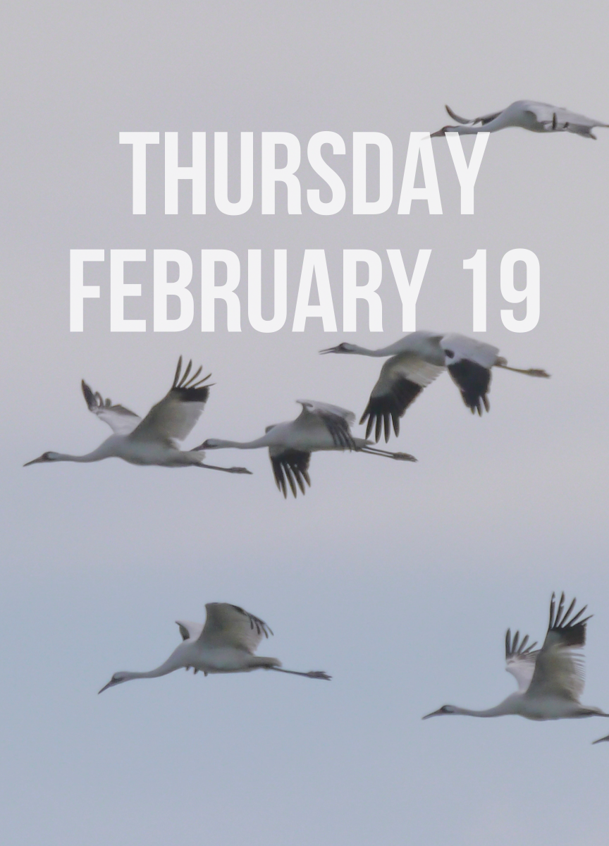 Photo of Whooping Cranes flying against a hazy sky background with the words "Thursday February 19" overlaid on top