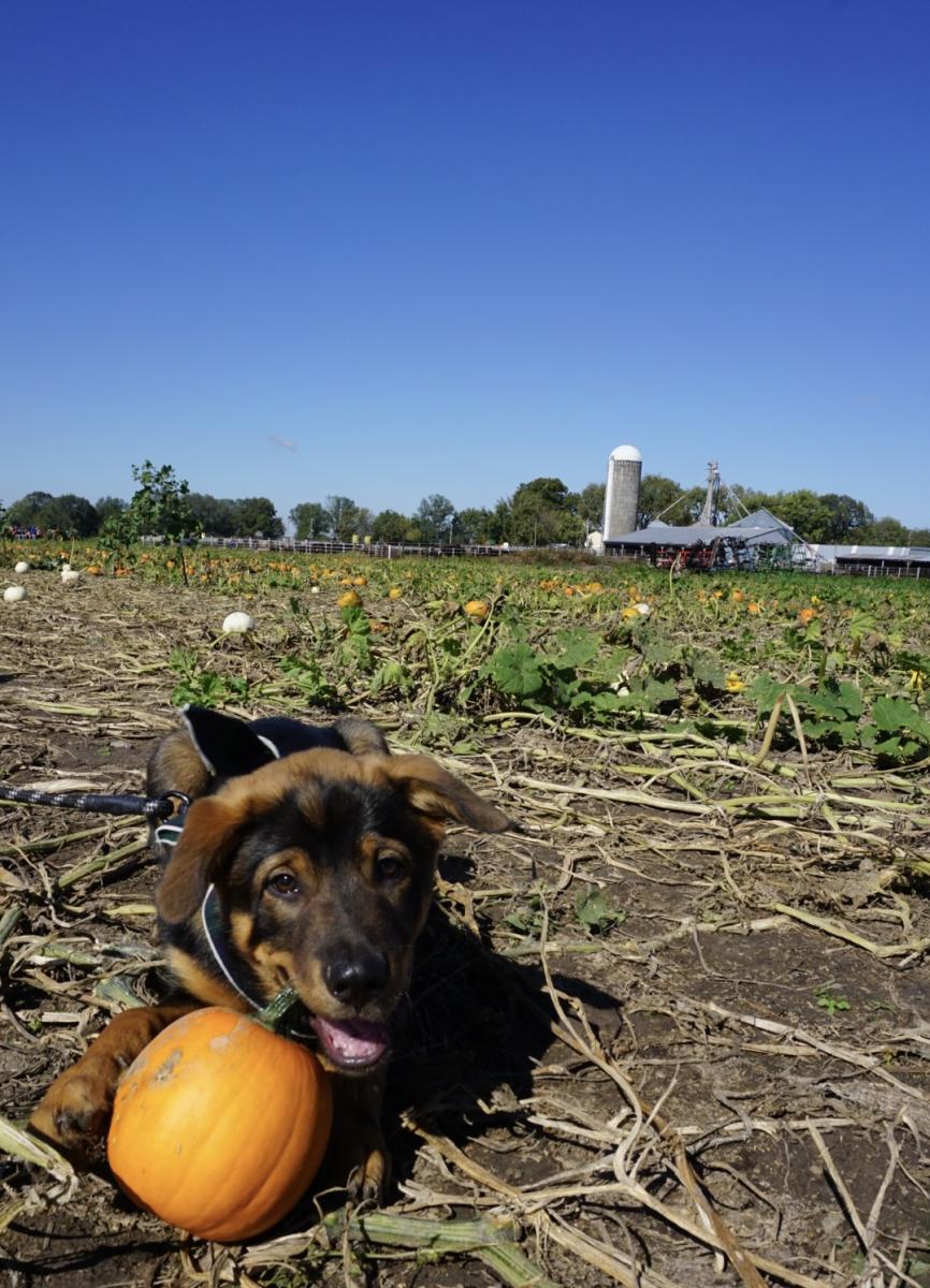 Schaake's Pumpkin Patch