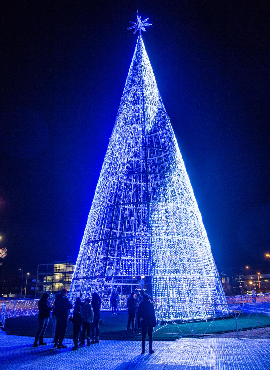 Mile High Tree in Denver, Colorado