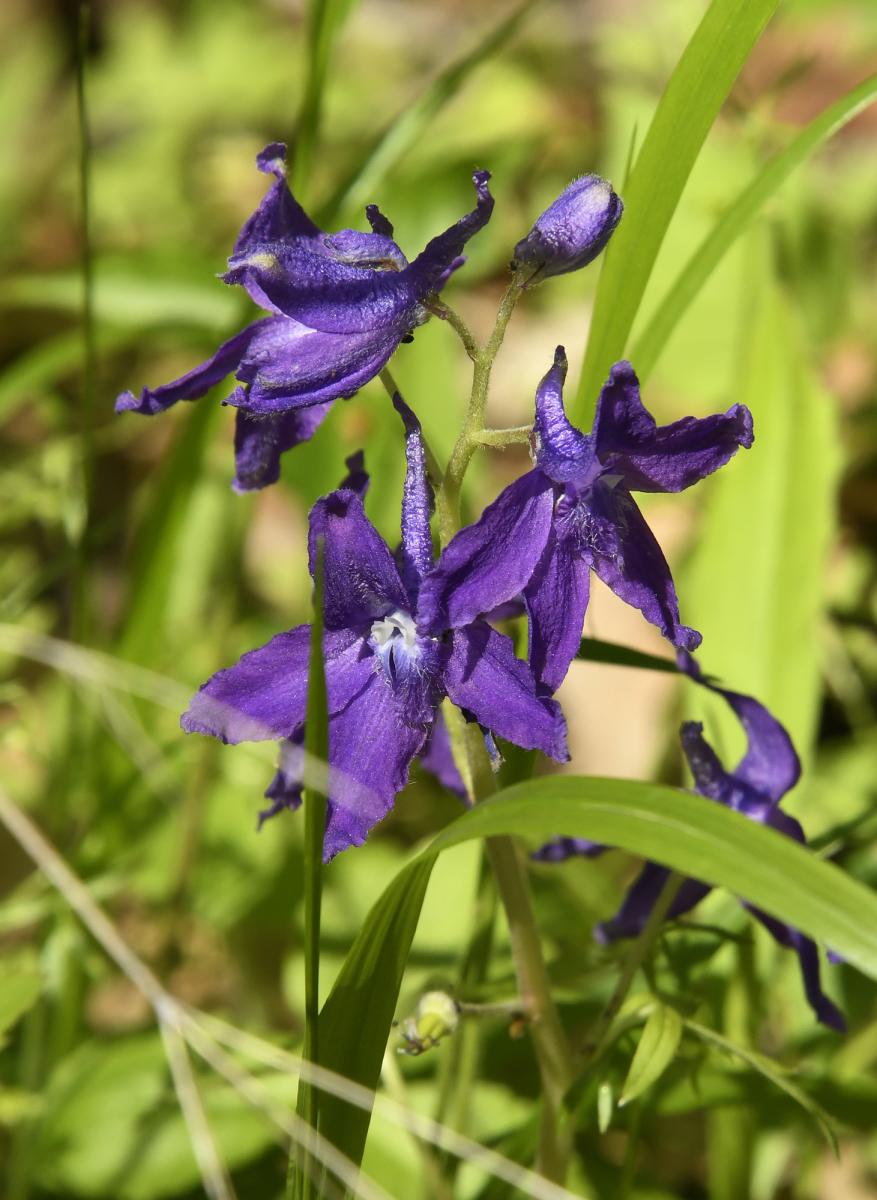 Spring Larkspur in Burnett Woods