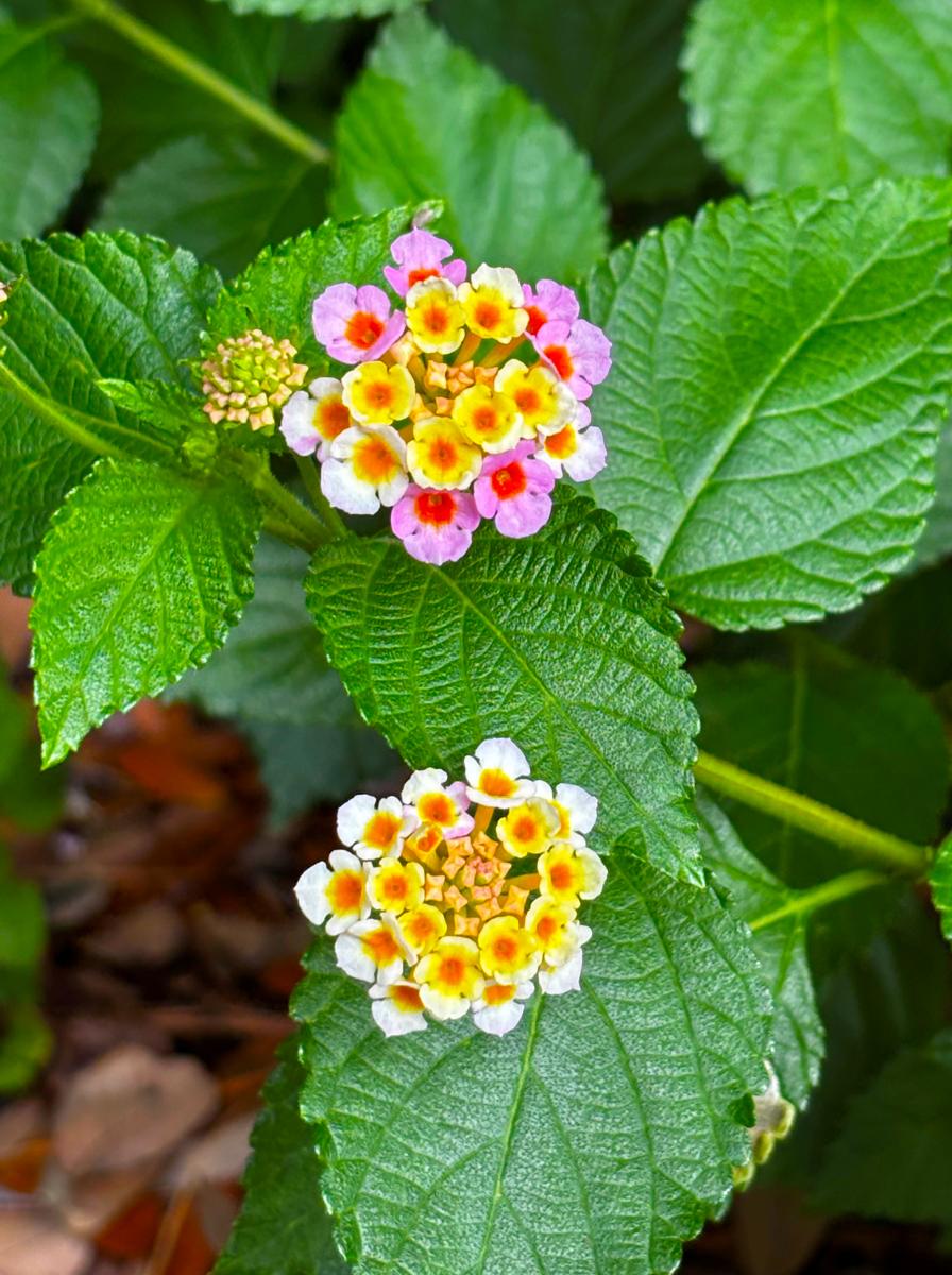 Clusters of pink, yellow and white lantana flowers bloom among textured green leaves at the Visit The Northshore Visitor Center in Mandeville, Louisiana.