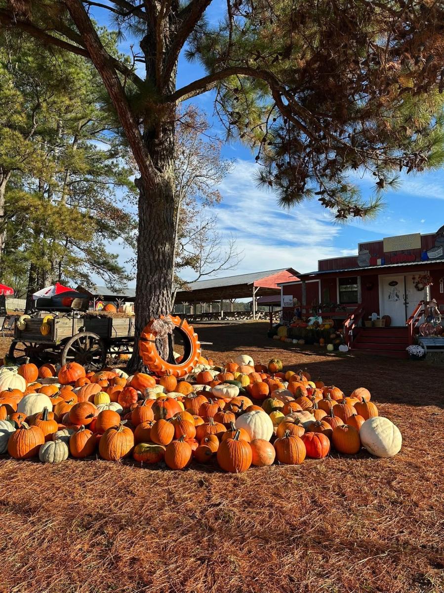 white and orange pumpkins under a tree on a blue sky day.