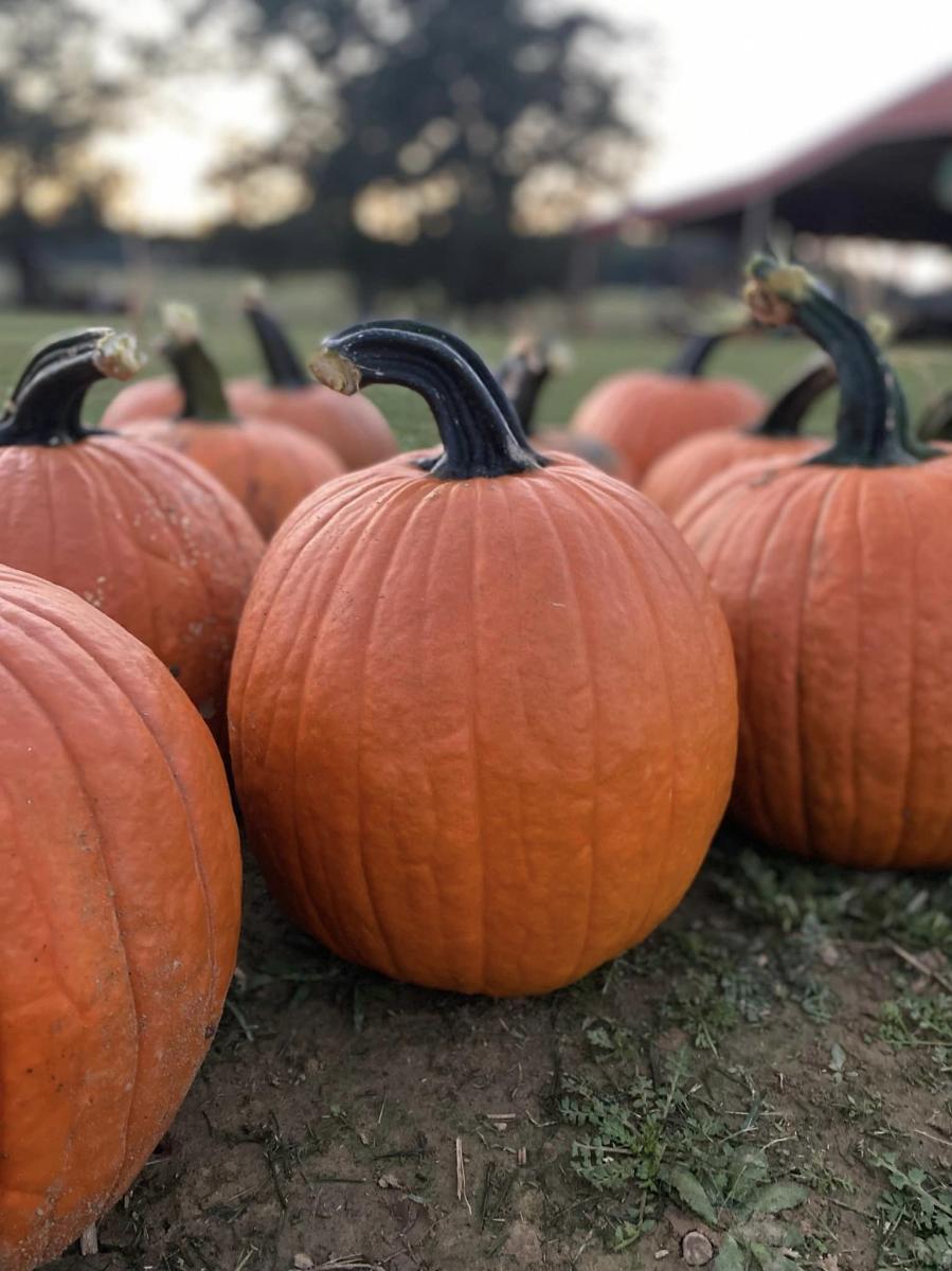 pumpkin patch north alabama