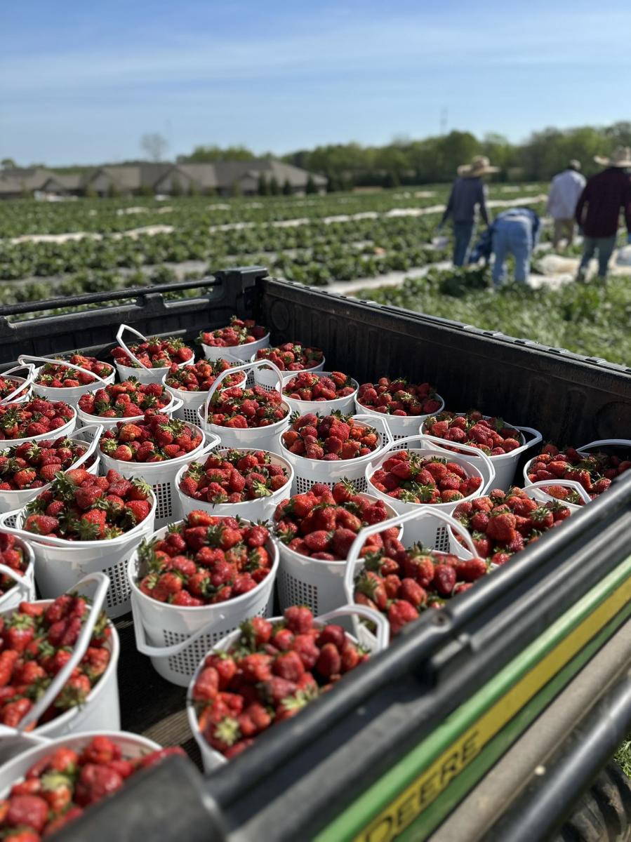 a tractor with buckets of fresh-picked strawberries