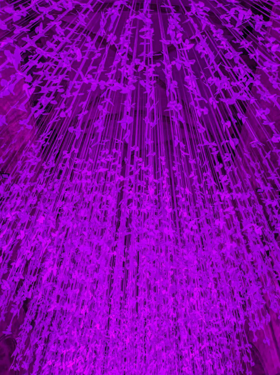 Peace Doves illuminated by purple light at Chichester cathedral