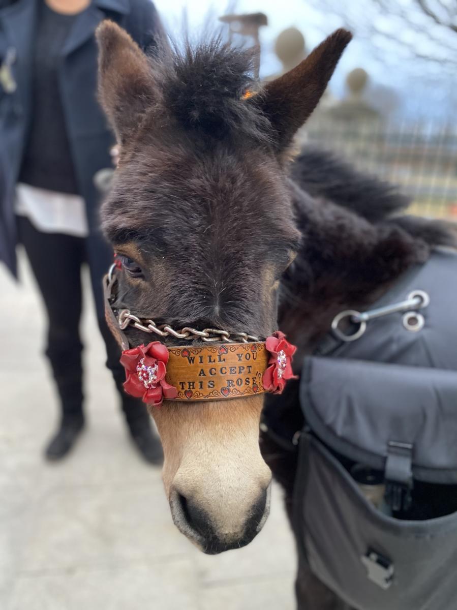 The Bachelor Donkey Date