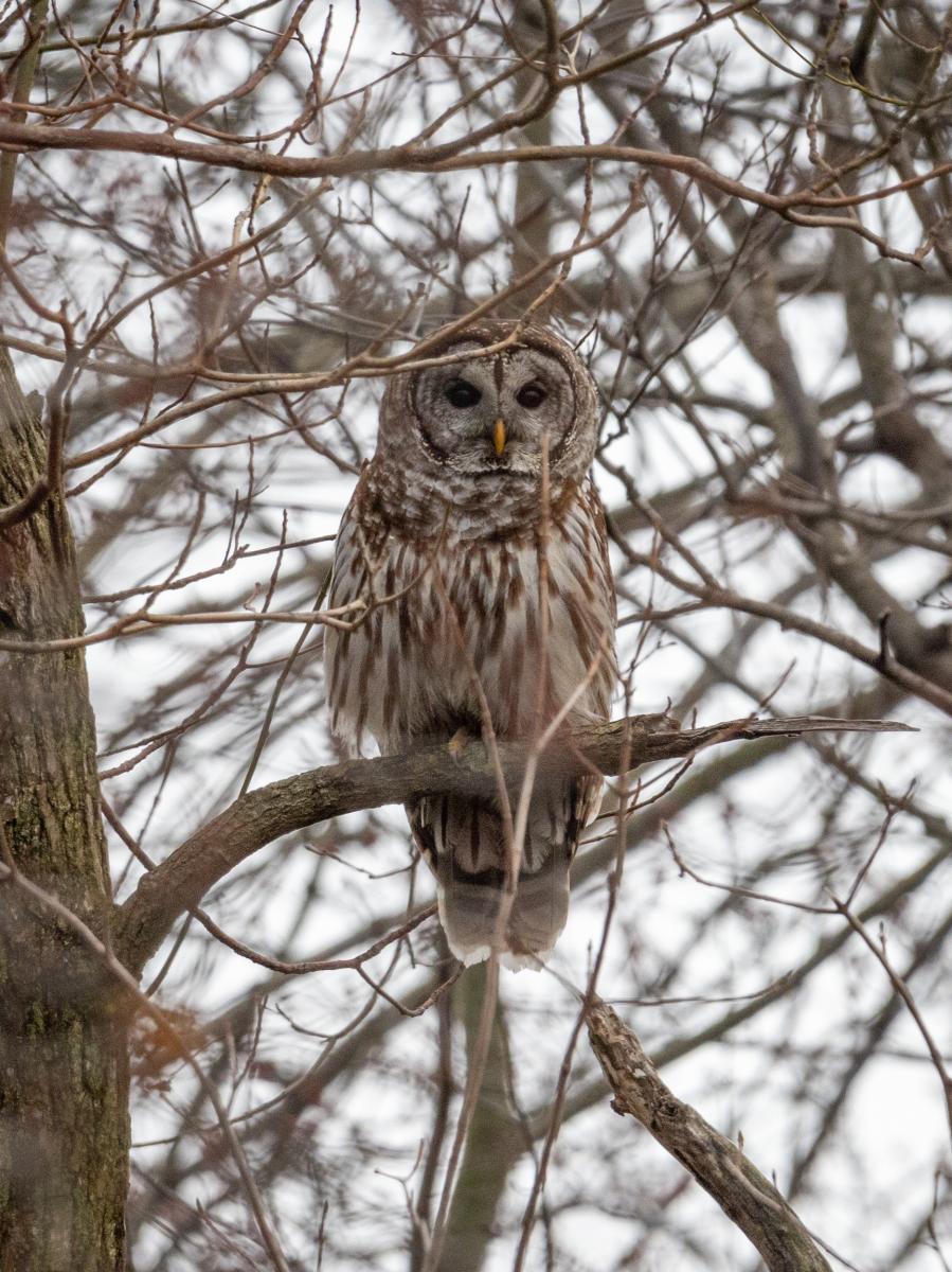 A brown and white owl sits on a tree branch, looking straight at the viewer.