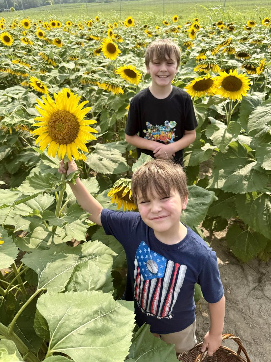Burnside Sunflower Joey 2