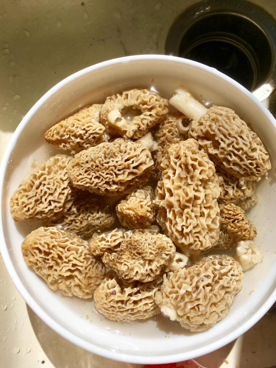 blog_morel-mushrooms