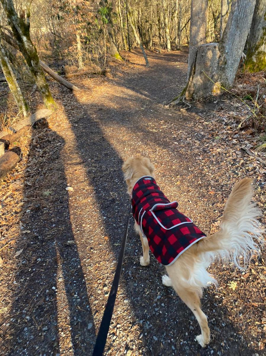 Hiking with Dog Pet Friendly