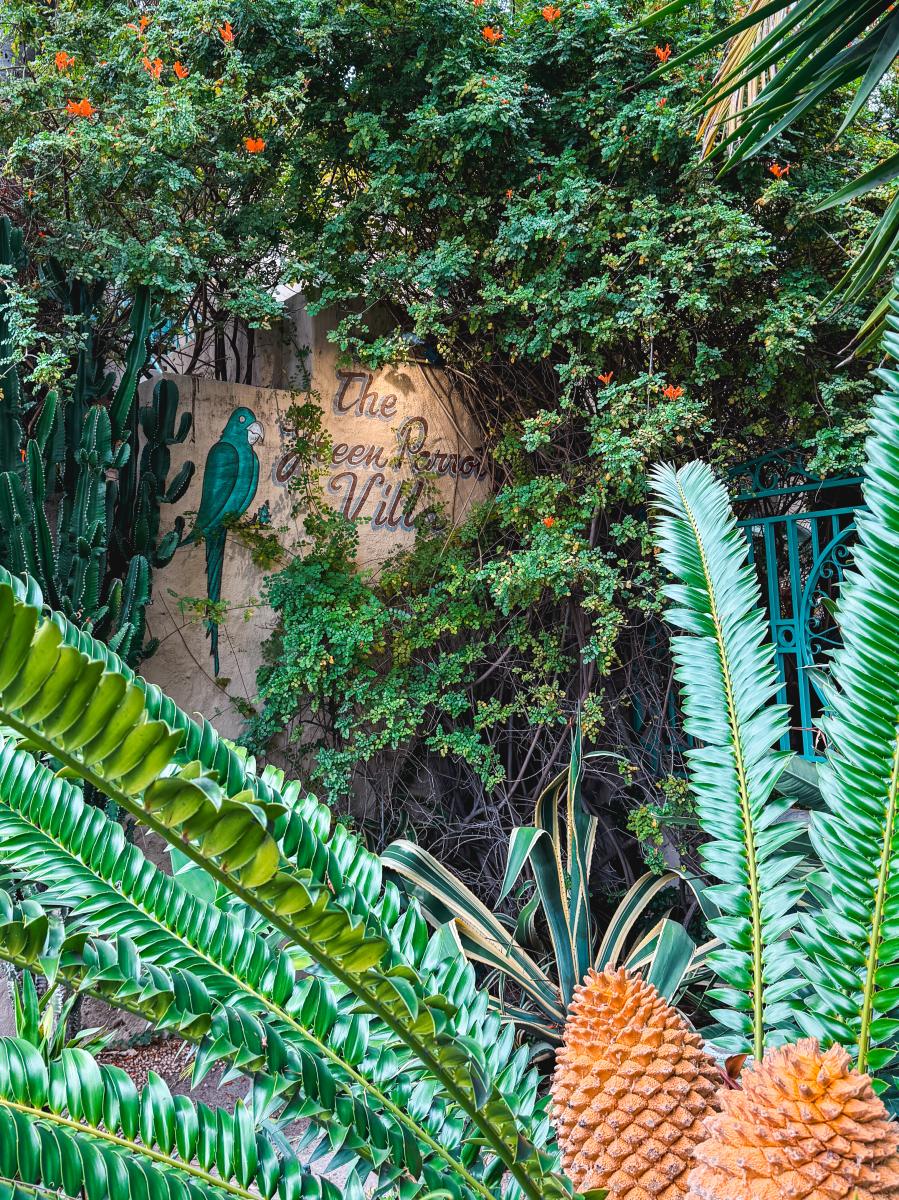 Tropical greenery and courtyard entrance at Green Parrot Villa in Santa Ana featuring palm leaves, cacti, and the villa’s colorful parrot mural surrounded by lush plants.