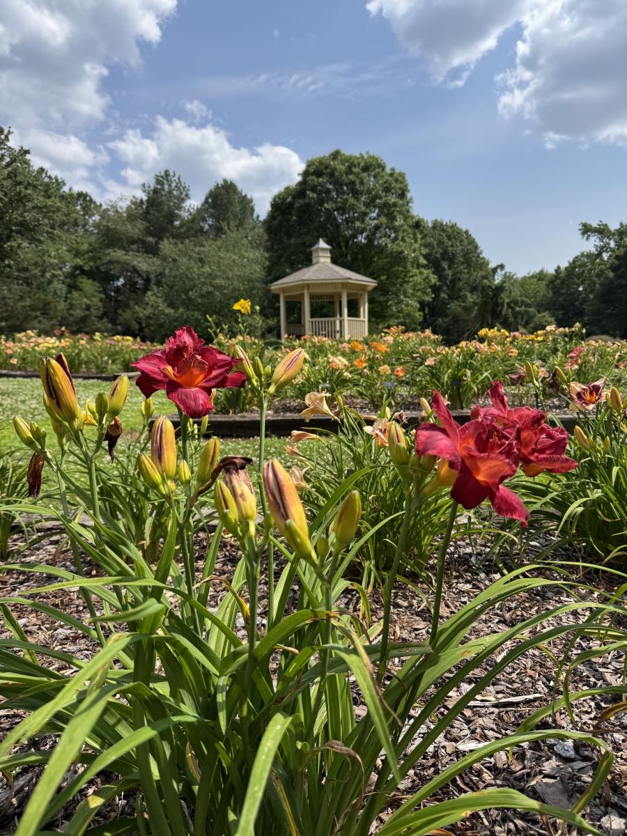 The photo shows vibrant red daylilies in the foreground, with clusters of yellow and orange blooms filling the Huntsville Botanical garden behind them. In the distance, a white wooden gazebo stands surrounded by tall green trees. The sky above is partly cloudy with patches of bright blue, creating a cheerful and serene scene.