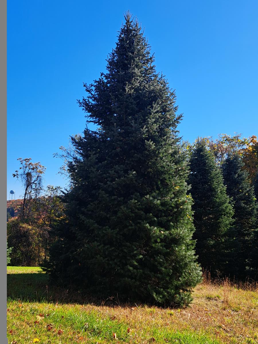 Mathews Tree on Property - Cumberland Tree 2024