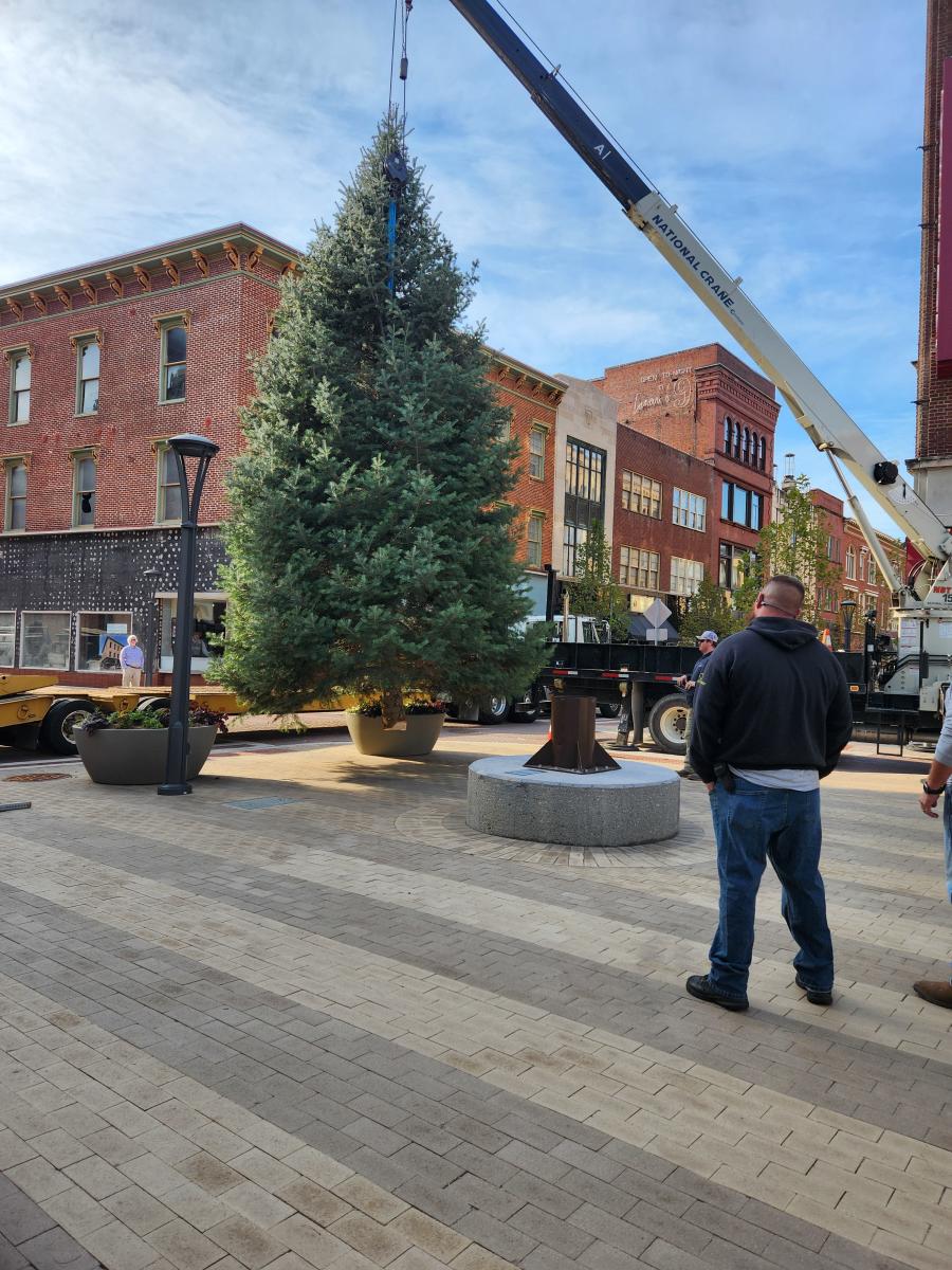 Cumberland Tree Being Moved - 2024