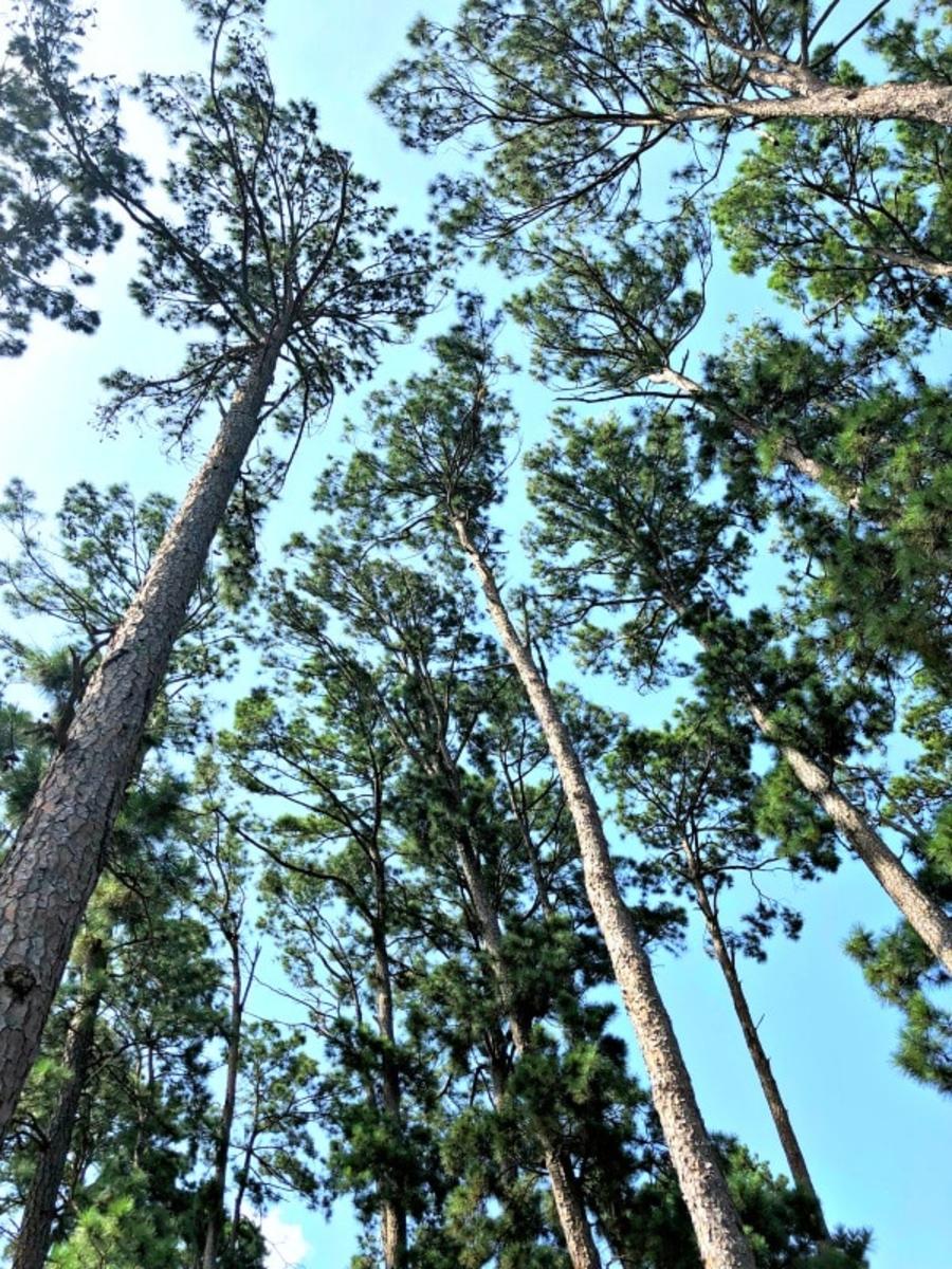 Bastrop State Park