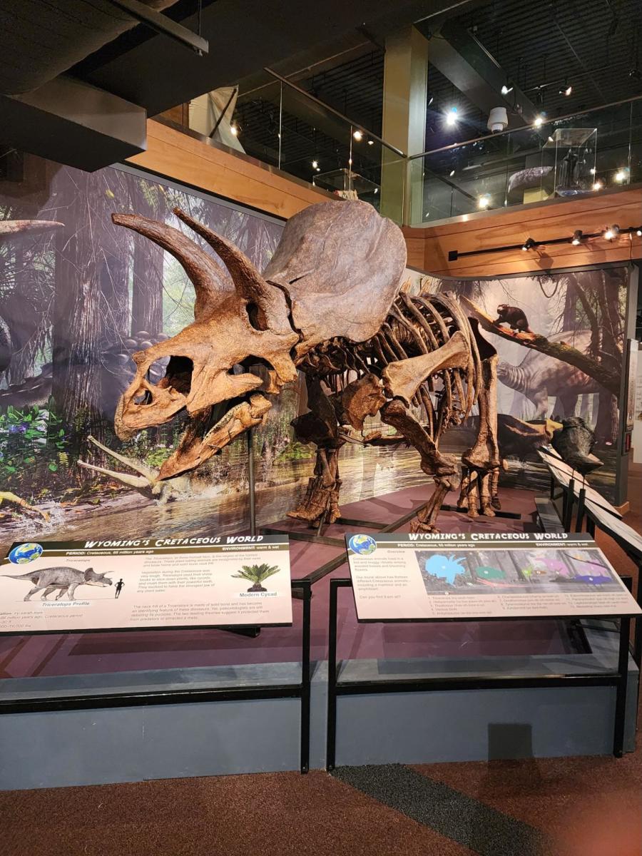 Dinosaur fossil display at the Wyoming State Museum, an educational indoor activity for kids and adults.