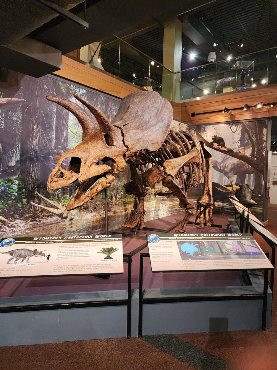 A dinosaur exhibit at Wyoming State Museum, a fun thing to do with the family in Cheyenne.
