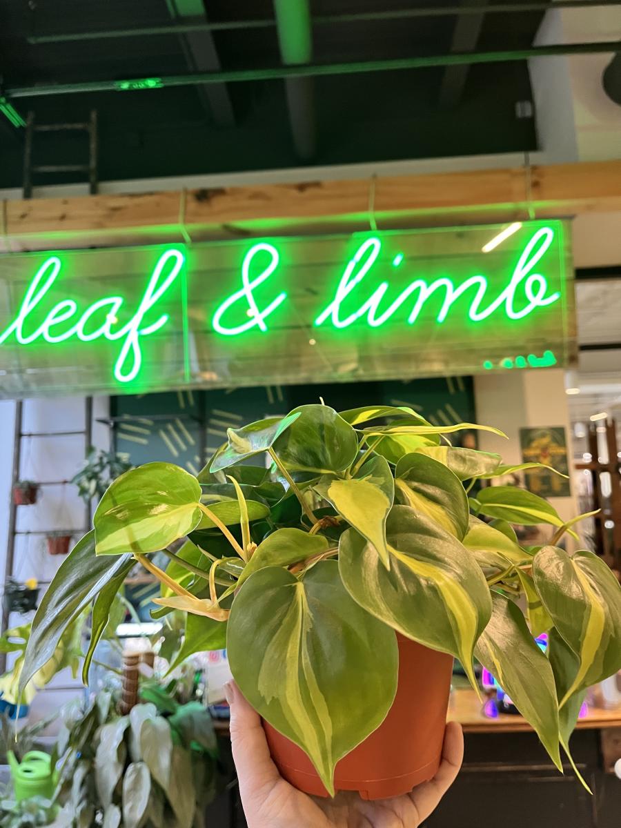 Image is of a neon sign that say's Leaf & Limb in cursive with a person holding up a potted plant.