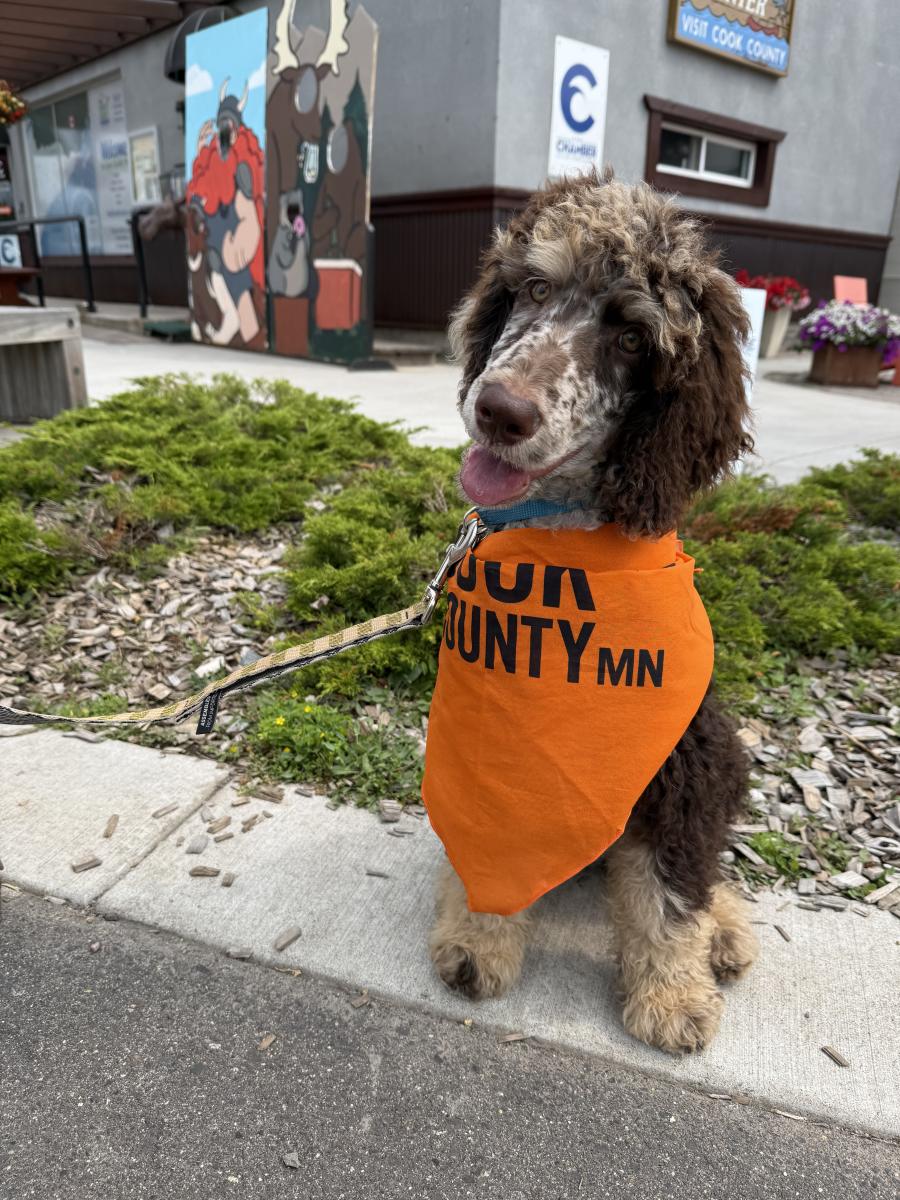 A dog wearing a Cook County Bandana
