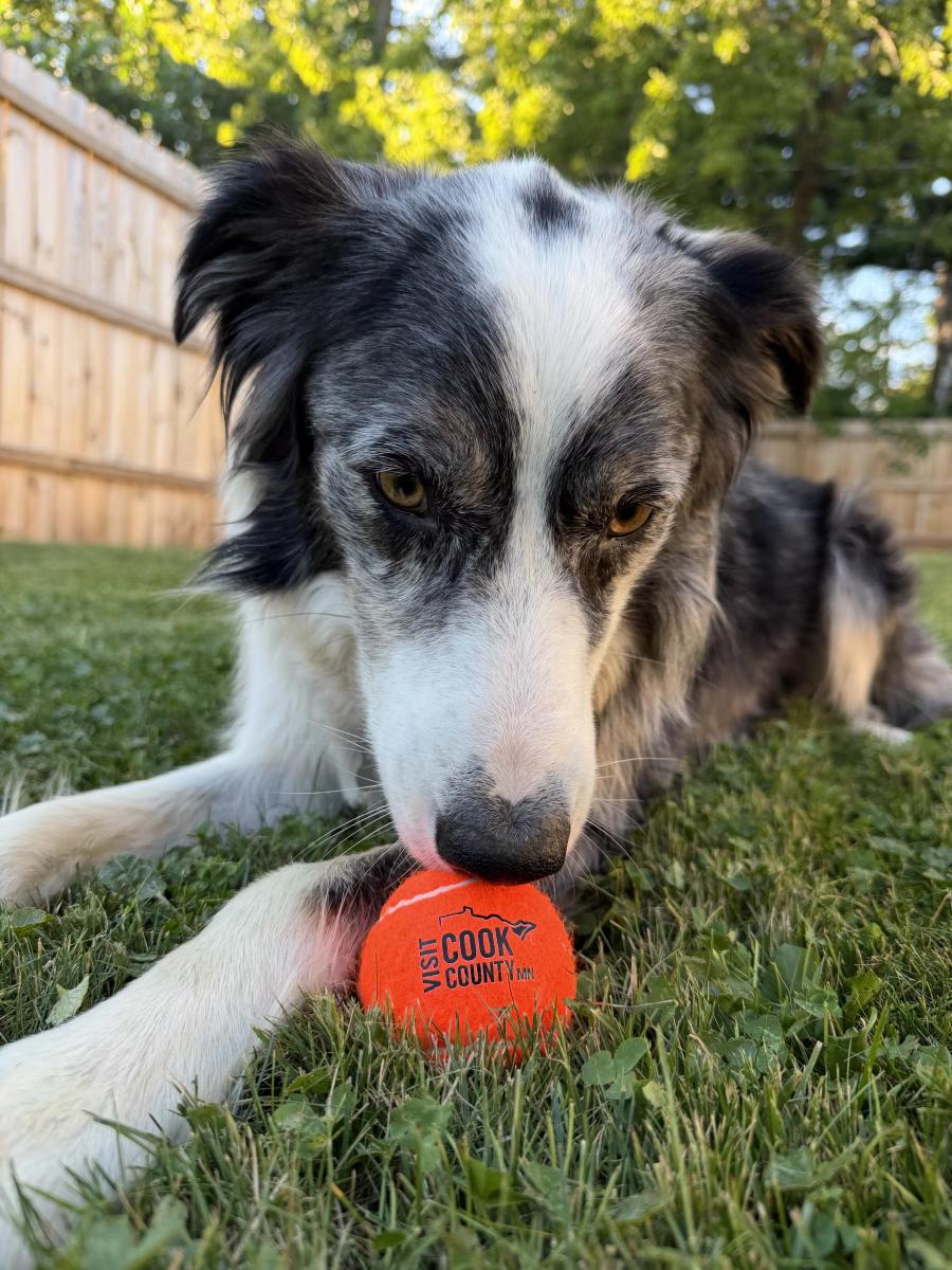 A border collie posing with a branded tennis ball