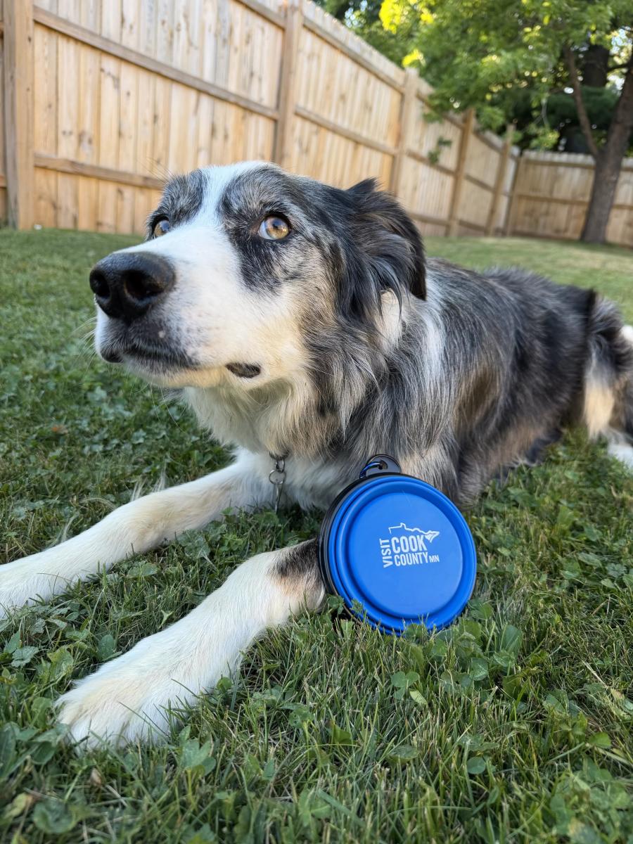 A border collie posing with a plastic dog bowl