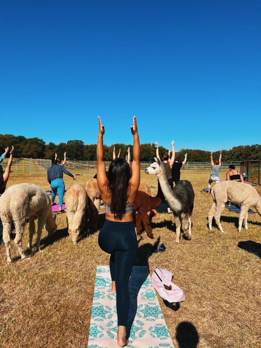 Alpaca Yoga Texas Ture Farm
