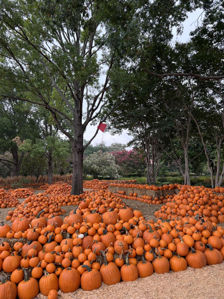 Arboretum Autumn Pumpkins