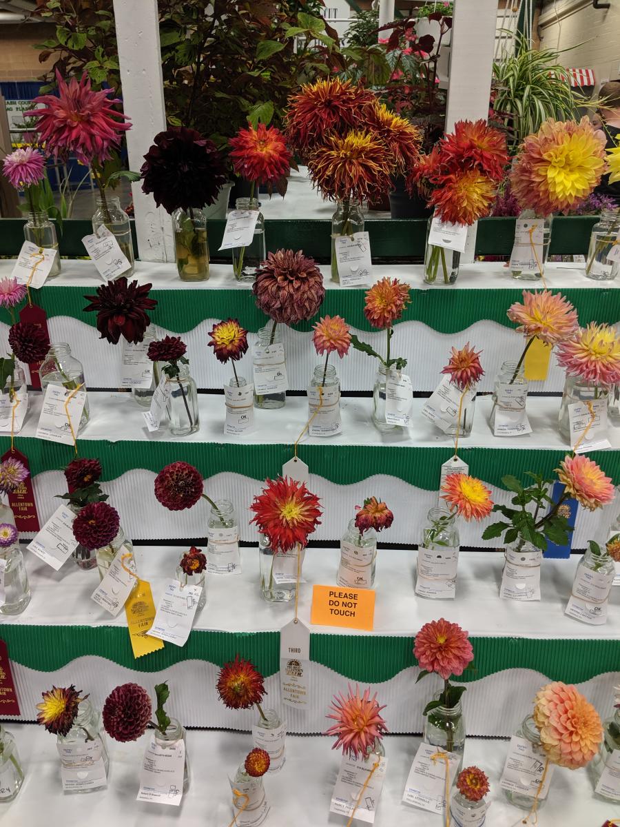 Competition Dahlias at the Great Allentown Fair