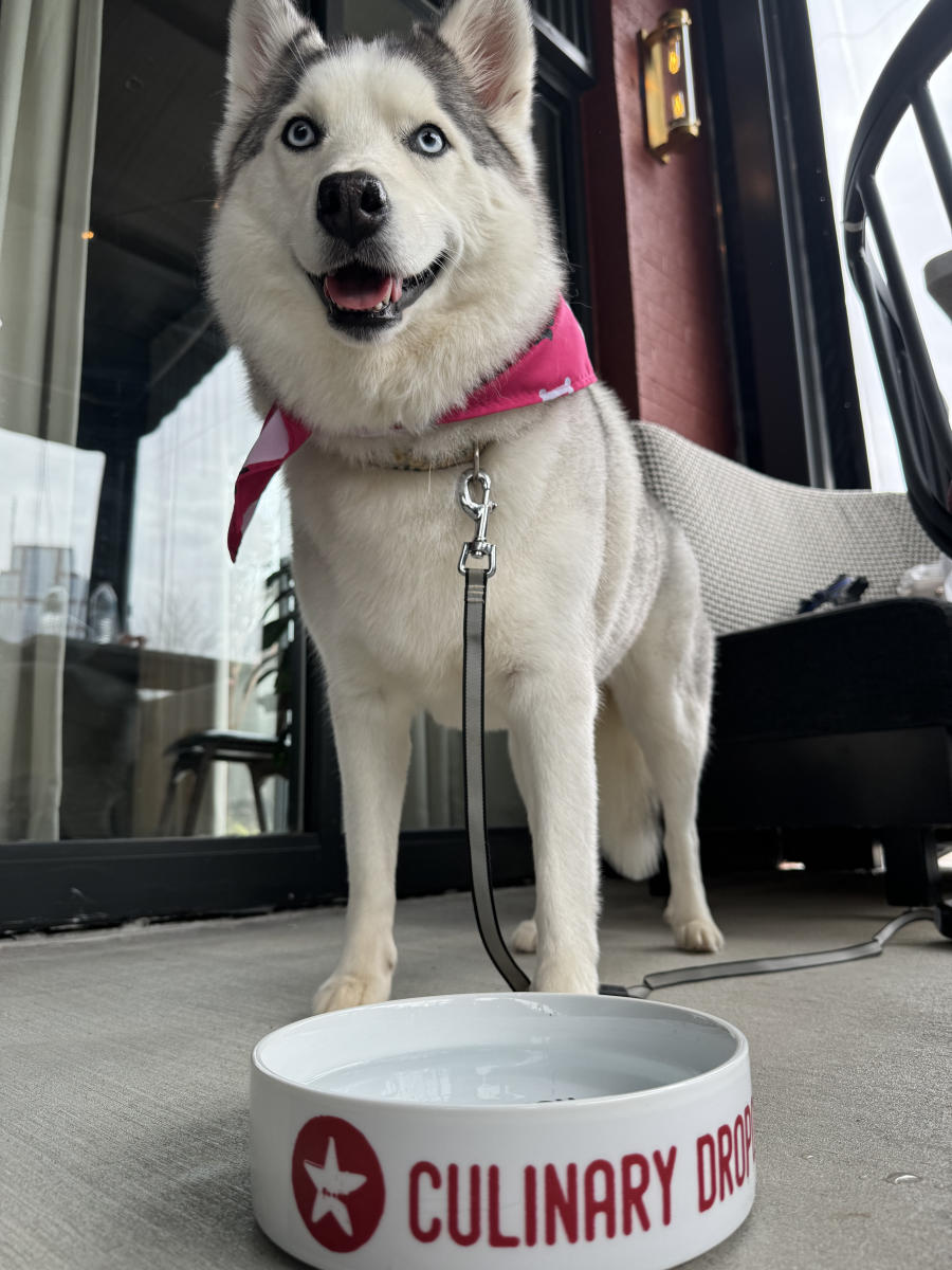 Culinary Dropout Dog and Waterbowl Patio
