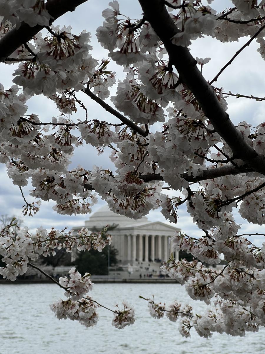 Tidal Basin - Washington DC - Cami