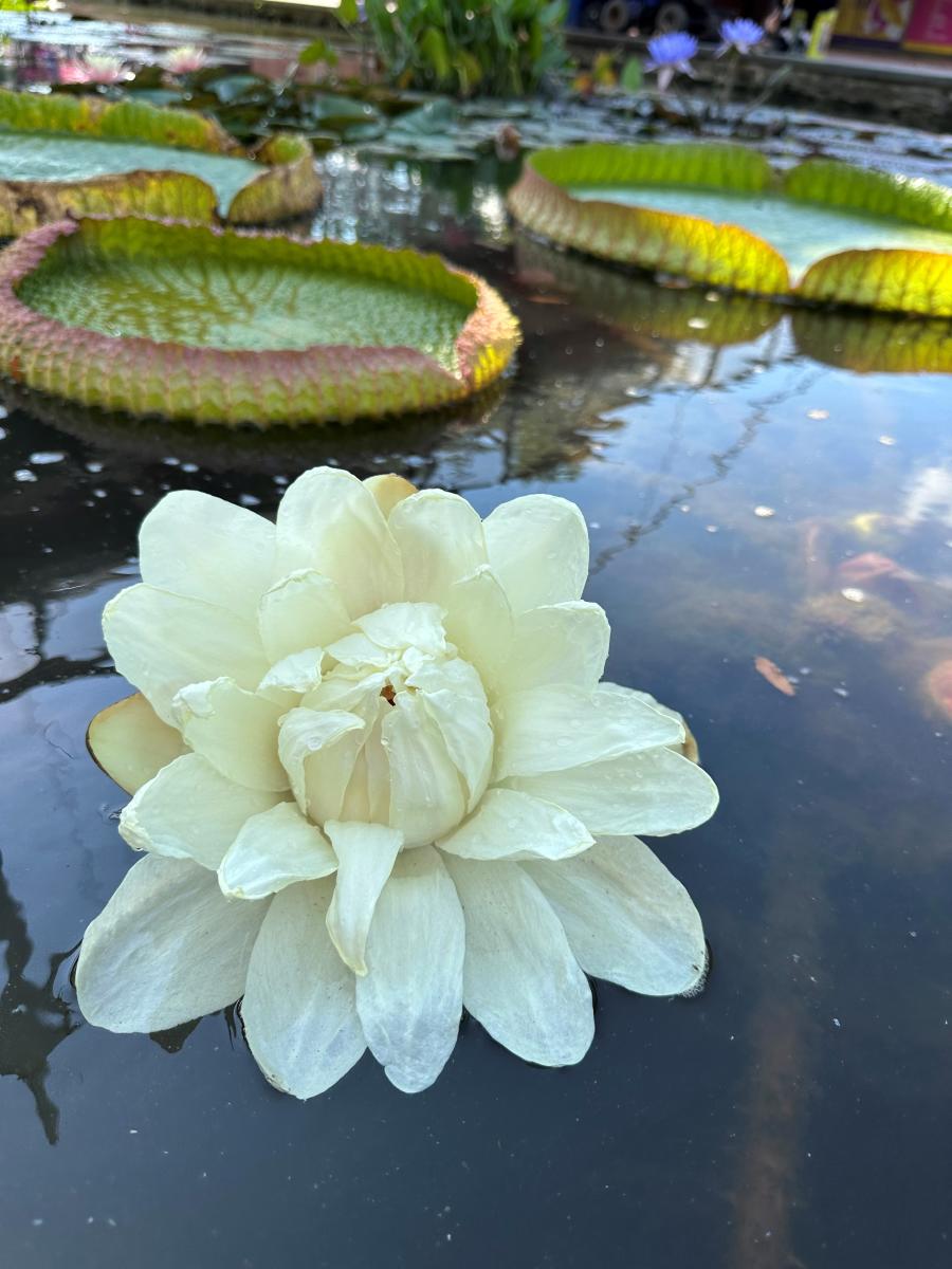 Flowering water plant in Carroll Creek Park