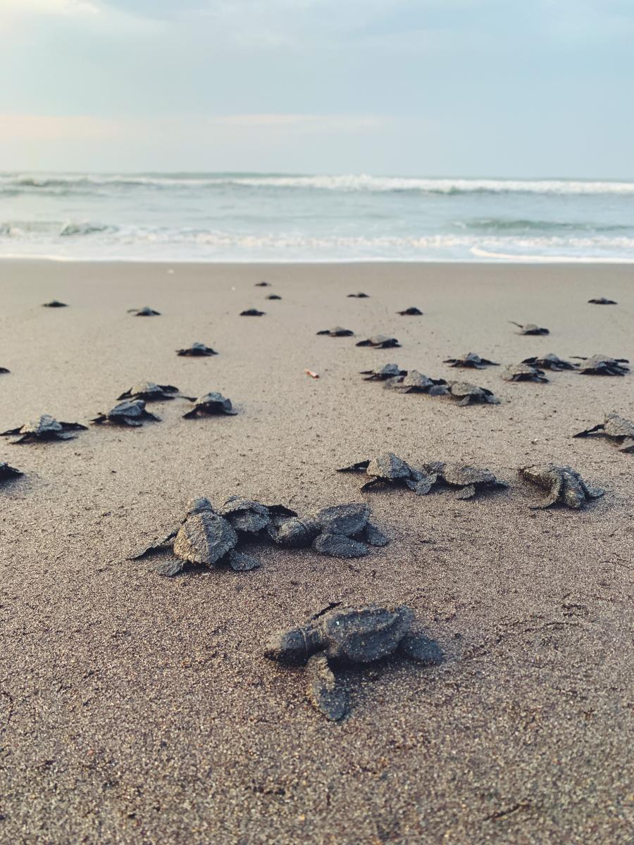 Sea Turtle Hatchlings Headed For The Sea In Greater Fort Lauderdale, FL
