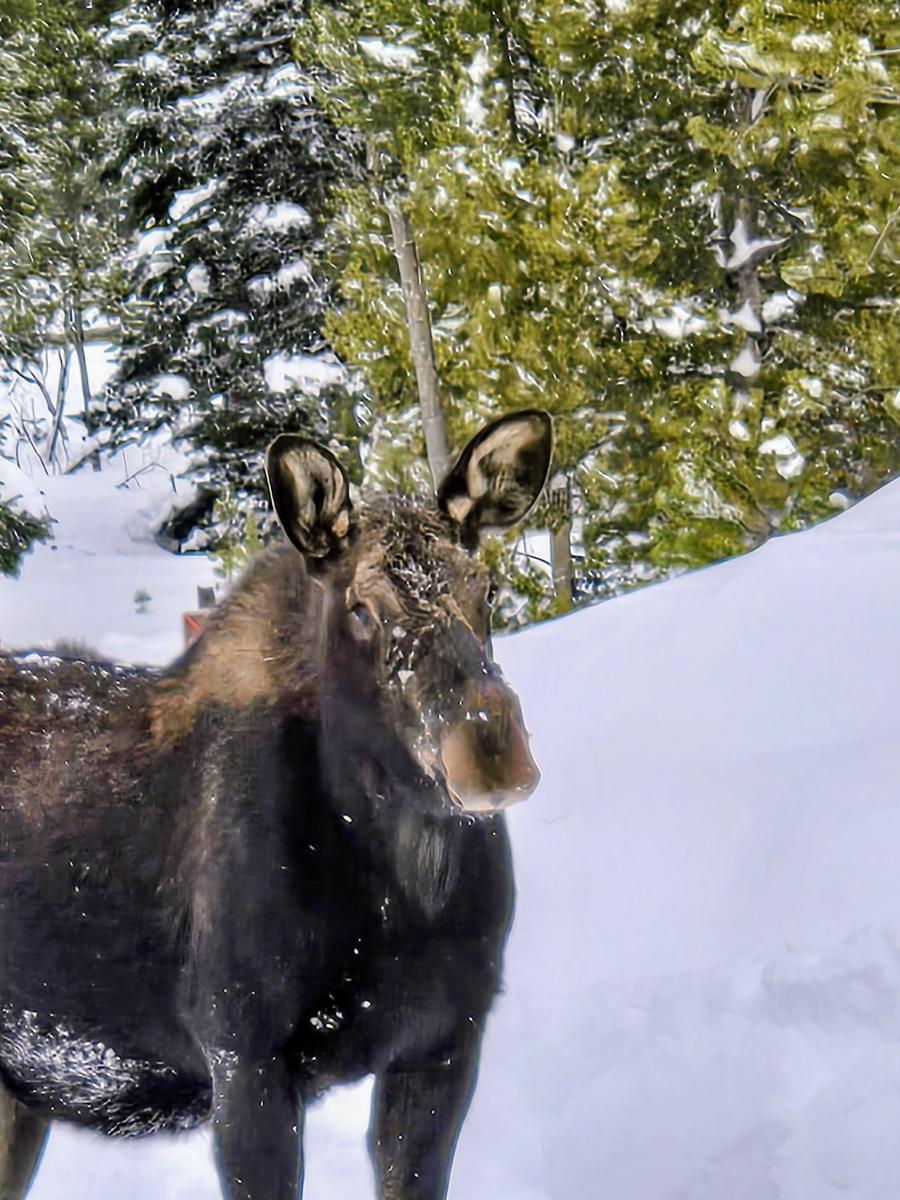 Moose in the snow in Rocky Mountain National Park