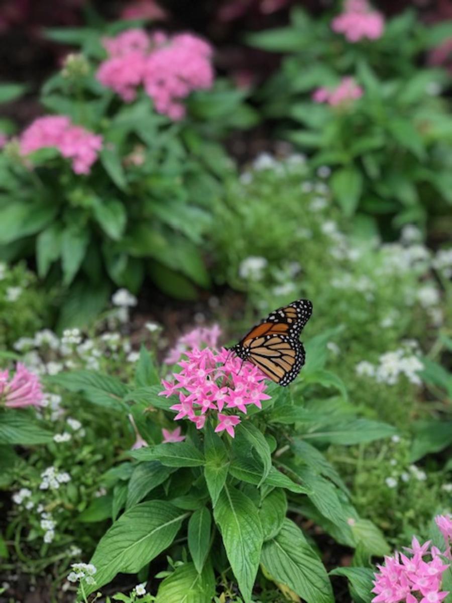Huntsville Botanical Garden