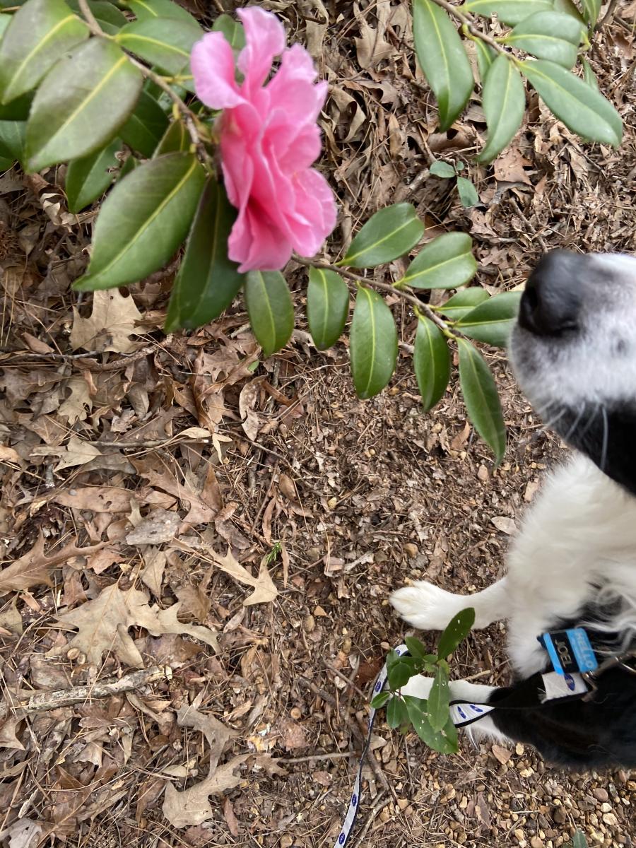 Huntsville Botanical Garden Dog Days